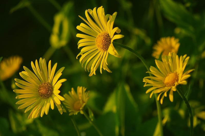 Chamomile Herb